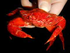 Liocarcinus corrugatus