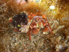 Pagurus cuanensis