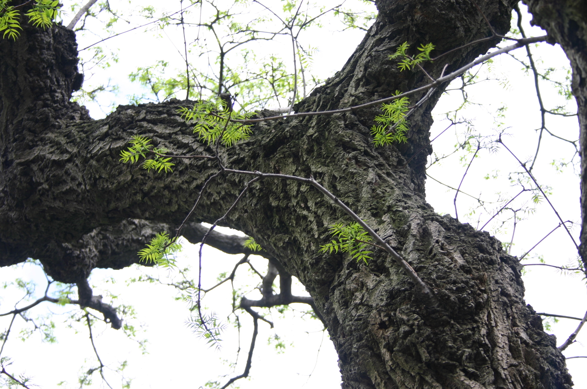 Phellodendron