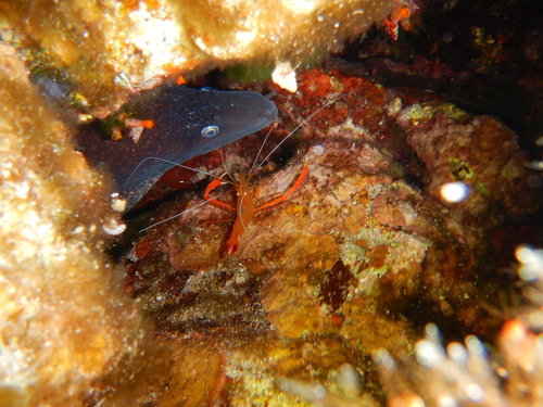 Stenopus spinosus