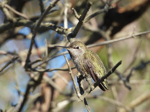 iNaturalist observation photo of Anna's Hummingbird