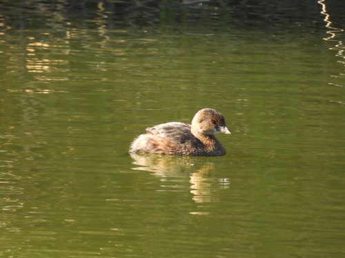 iNaturalist observation photo of Pied-billed Grebe