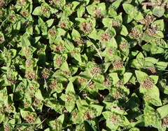 Richardia humistrata