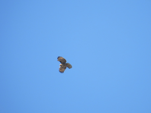 iNaturalist observation photo of Red-tailed Hawk