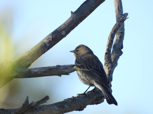 iNaturalist observation photo of Yellow-rumped Warbler