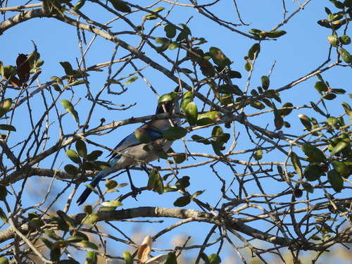 iNaturalist observation photo of California Scrub-Jay