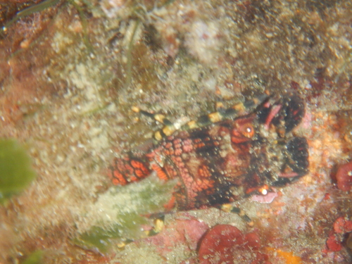 Small European Locust Lobster