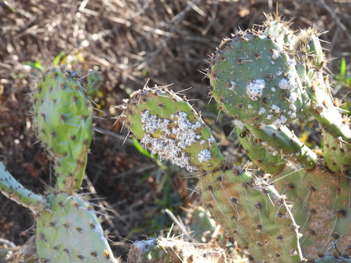 iNaturalist observation photo of Cochineal Scale Bugs