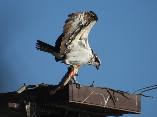 iNaturalist observation photo of Osprey