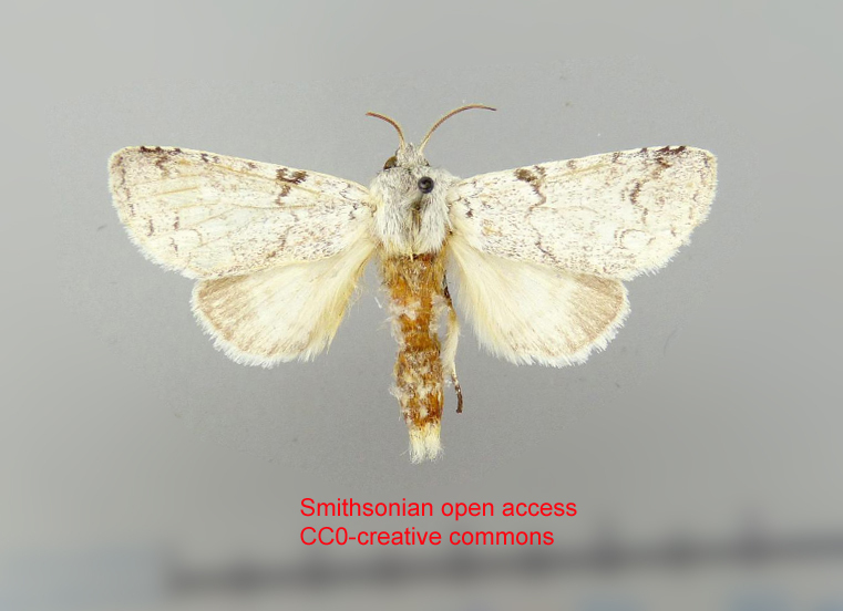 Meragisa pallida