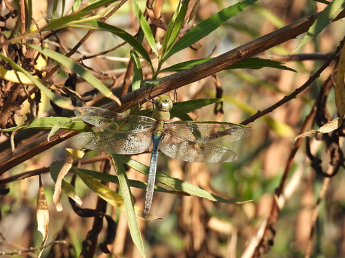 iNaturalist observation photo of Common Green Darner