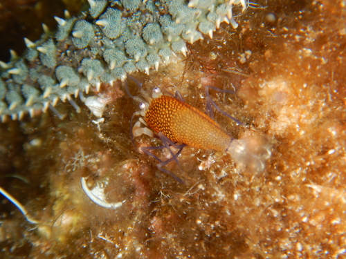 Gnathophyllum elegans
