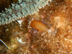 Gnathophyllum elegans