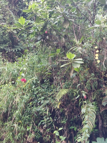 Image of Passiflora antioquiensis by (c) Daniel Mesa, some rights reserved (CC BY)