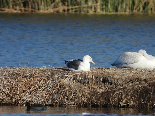 iNaturalist observation photo of Western Gull