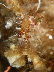 Gnathophyllum elegans