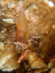 Gnathophyllum elegans