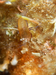 Gnathophyllum elegans