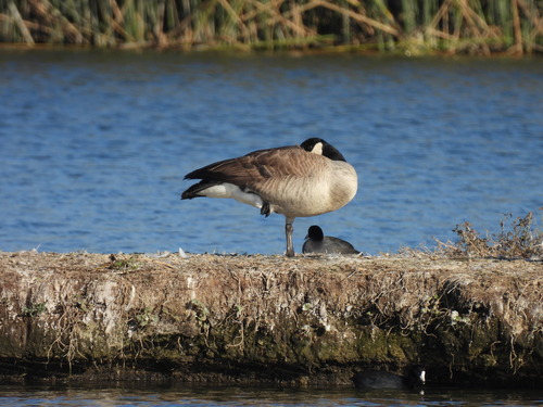 iNaturalist observation photo of Canada Goose