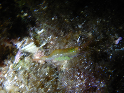 Palaemon xiphias