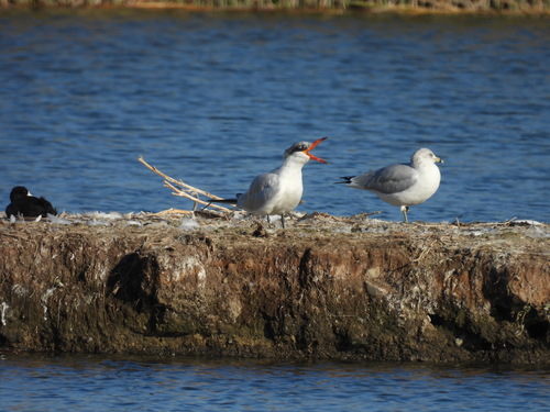 iNaturalist observation photo of Caspian Tern