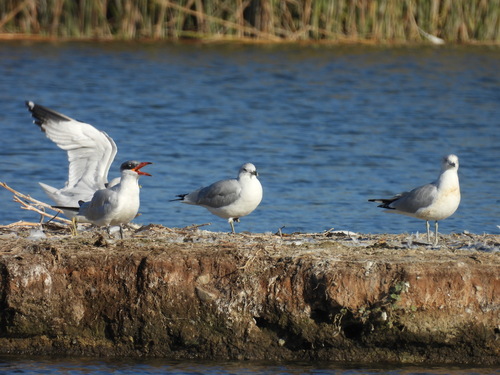 iNaturalist observation photo of Ring-billed Gull
