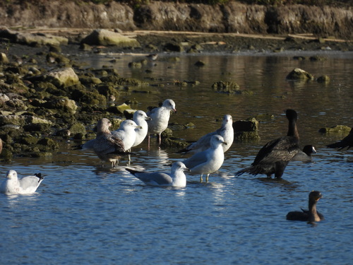 iNaturalist observation photo of Ring-billed Gull