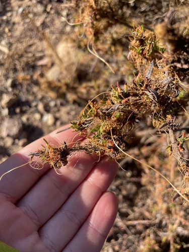 Image of Cuscuta californica by (c) mel letterman, some rights reserved (CC BY)