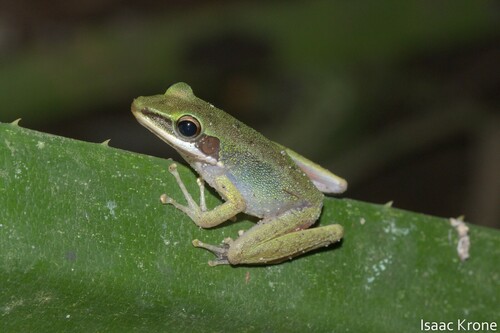 Peters' Malaysian Frog, Hylarana raniceps