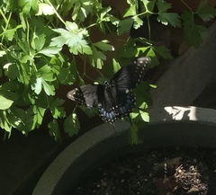 Papilio polyxenes