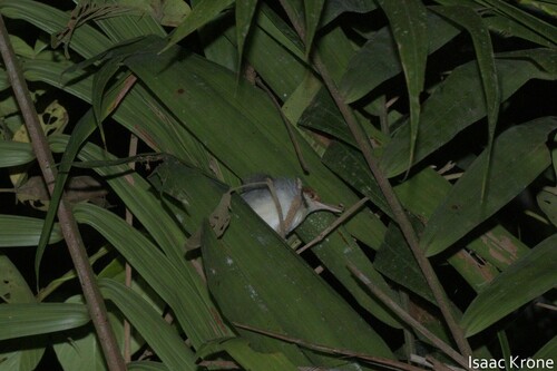 Rufous-tailed Tailorbird (Orthotomus sericeus), photo 5