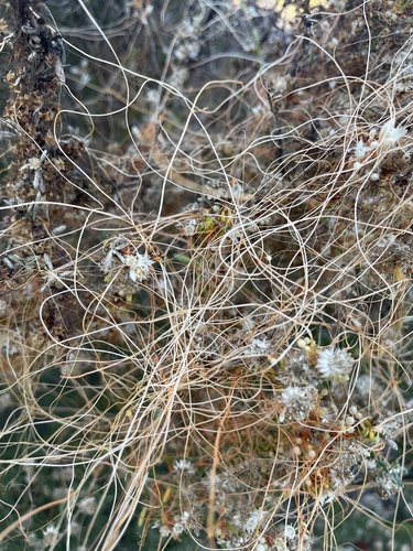 Image of Cuscuta californica by (c) mel letterman, some rights reserved (CC BY)