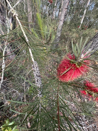 Image of Melaleuca linearis by (c) prossington, some rights reserved (CC BY)