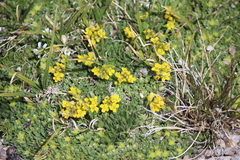 Draba streptocarpa