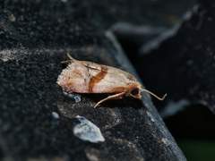 Cochylis caulocatax