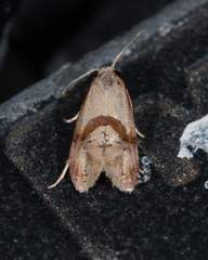 Cochylis caulocatax