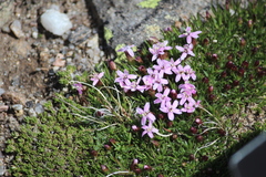 Silene acaulis subacaulescens