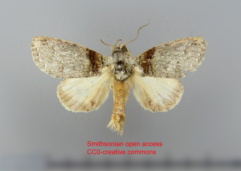 Drugera arida