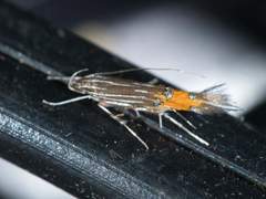 Cosmopterix quadrilineella