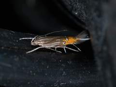 Cosmopterix quadrilineella