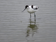 Recurvirostra avosetta