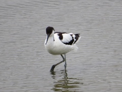 Recurvirostra avosetta