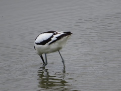 Recurvirostra avosetta