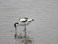 Recurvirostra avosetta