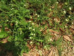 Parthenium hysterophorus