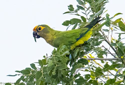 Peach-fronted Parakeet