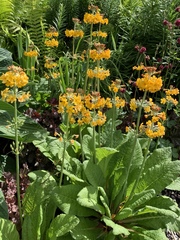 Primula bulleyana