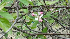 Malus ioensis
