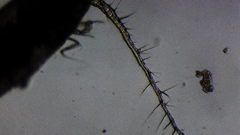 Oithona colcarva