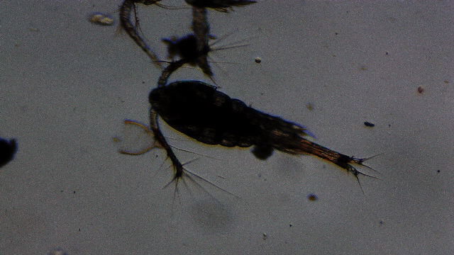 Oithona colcarva